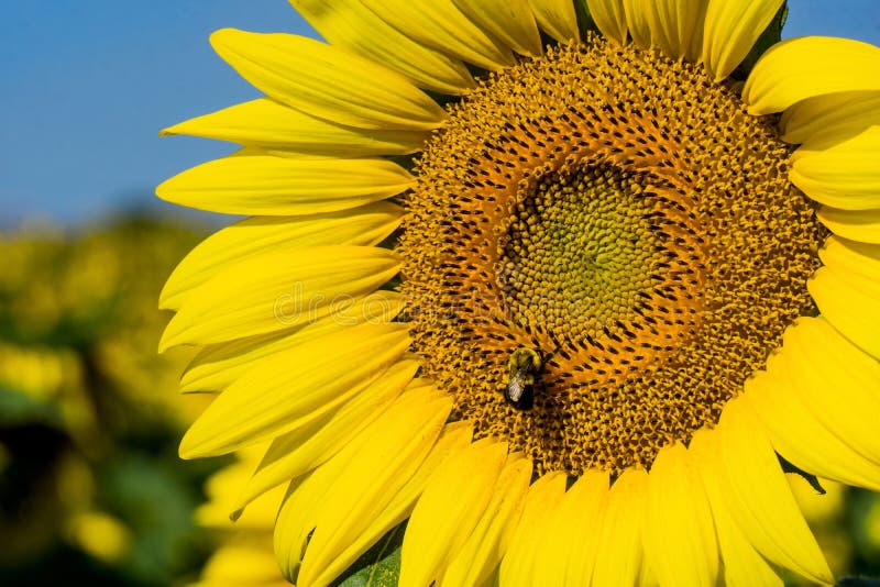 A giant sunflowers and bee located on a sunflower farm in the Shenandoah Valley at the base of the Blue Ridge Mountains of Virginia, USA.