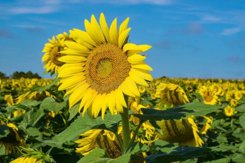 A giant sunflowers on a sunflower farm in the Shenandoah Valley at the base of the Blue Ridge Mountains of Virginia, USA. A giant sunflowers on a sunflower farm in the Shenandoah Valley at the base of the Blue Ridge Mountains of Virginia, USA.