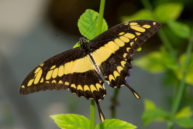 Closeup Giant Swallowtail Butterfly(Papilio cresphonte) is a beautiful and large butterfly belonging to the Swallowtail (Papilionidae family). Butterfly Lightbox: There are at least 550 species, and though the majority are tropical, members of the family are found on all continents except Antarctica. Kingdom: Animalia Phylum: Arthropoda Class: Insecta Order: Lepidoptera Suborder: Ditrysia Superfamily: Papilionoidea Family: Papilionidae. Closeup Giant Swallowtail Butterfly(Papilio cresphonte) is a beautiful and large butterfly belonging to the Swallowtail (Papilionidae family). Butterfly Lightbox: There are at least 550 species, and though the majority are tropical, members of the family are found on all continents except Antarctica. Kingdom: Animalia Phylum: Arthropoda Class: Insecta Order: Lepidoptera Suborder: Ditrysia Superfamily: Papilionoidea Family: Papilionidae