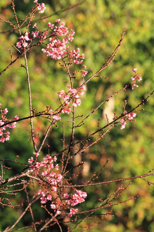 Giant tiger flower stock image. Image of north, tiger 61111659