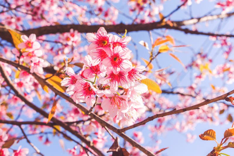 Giant tiger flowers stock photo. Image of giant, freshness 85607270