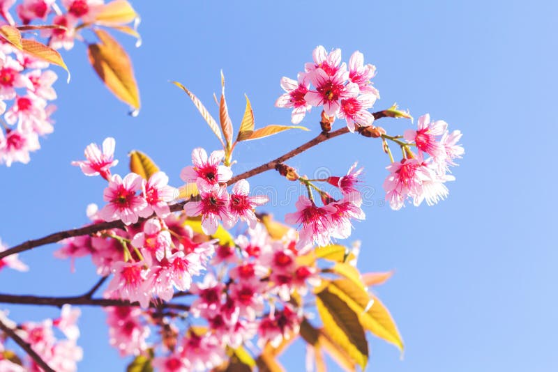 Giant tiger flowers stock photo. Image of outdoor, abstract 85607296