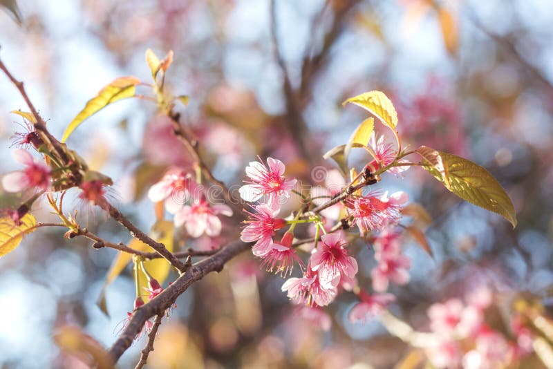 211 Giant Tiger Flowers Stock Photos Free & RoyaltyFree Stock Photos