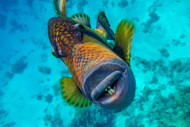 Giant Titan Triggerfish, Biggest Coral Reef Trigger Fish, Balistoides ...