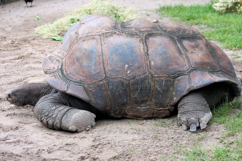 Giant Tortoise