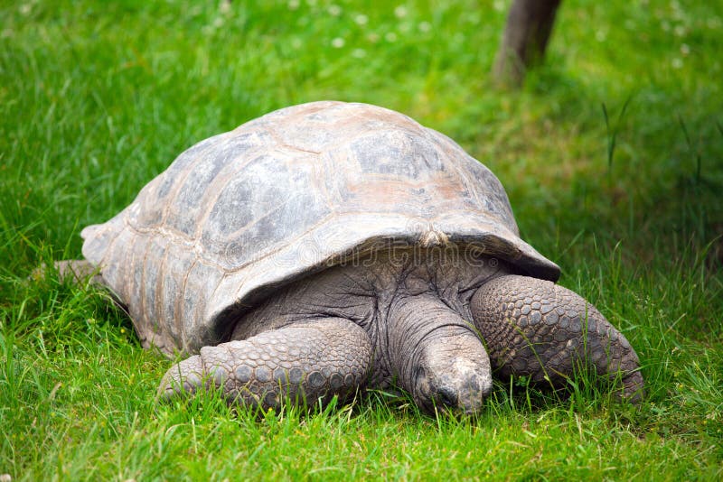Giant tortoise , geochelone gigantea