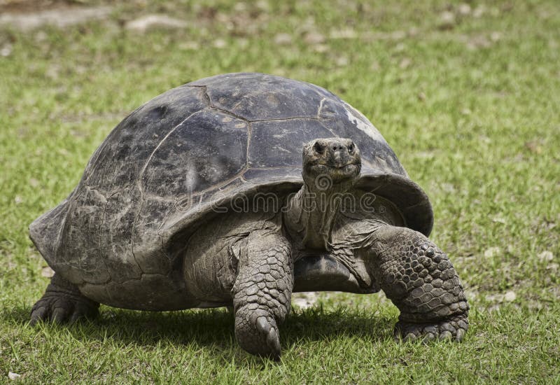 Giant Tortoise Up Close