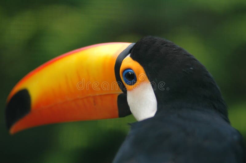 Giant Toucan - shallow DOF