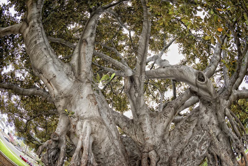 Giant tree near Beverly Hills royalty free stock photography Giant tree near Beverly Hills royalty free stock photography