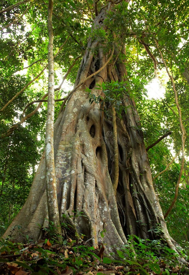 Giant Tree in the rain forest.