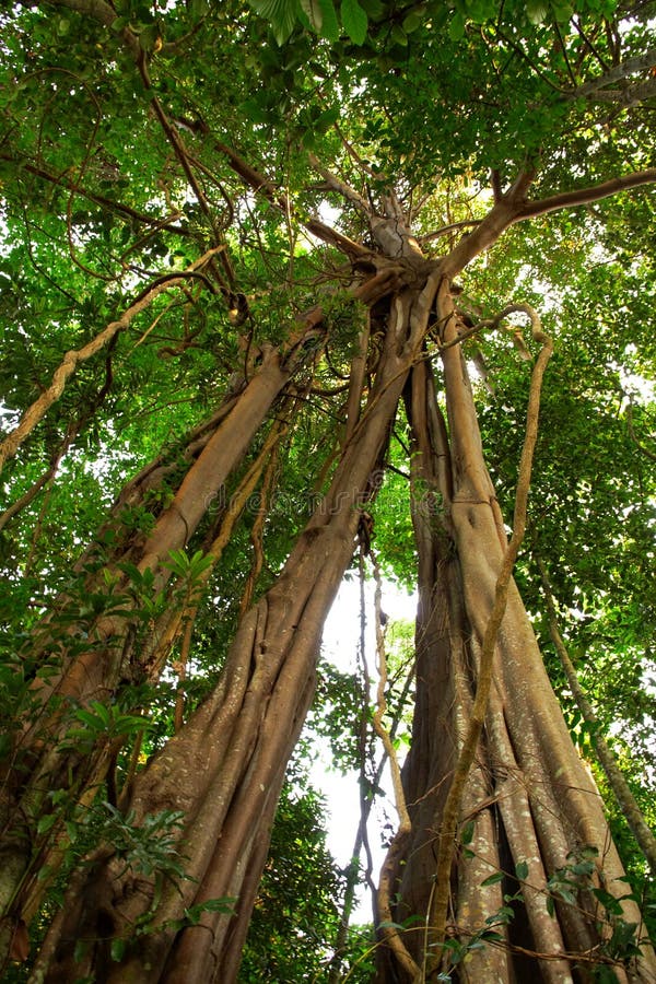 Giant Tree in the rain forest.