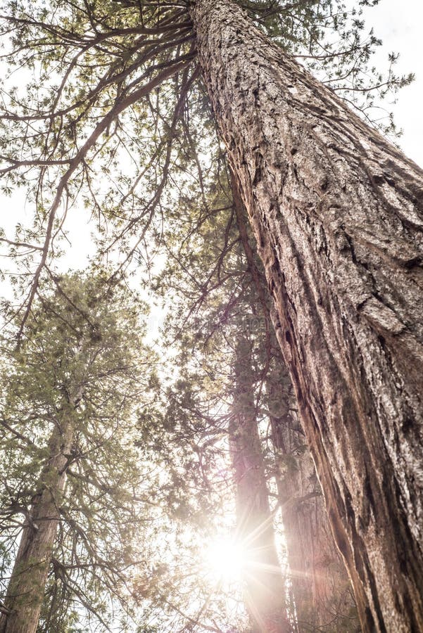 Giant Tree stock photos Giant Tree stock photos