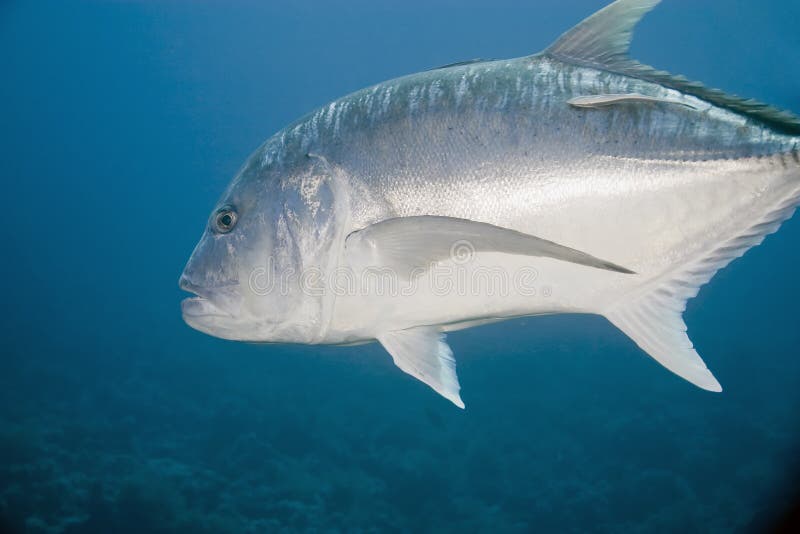 Giant trevally