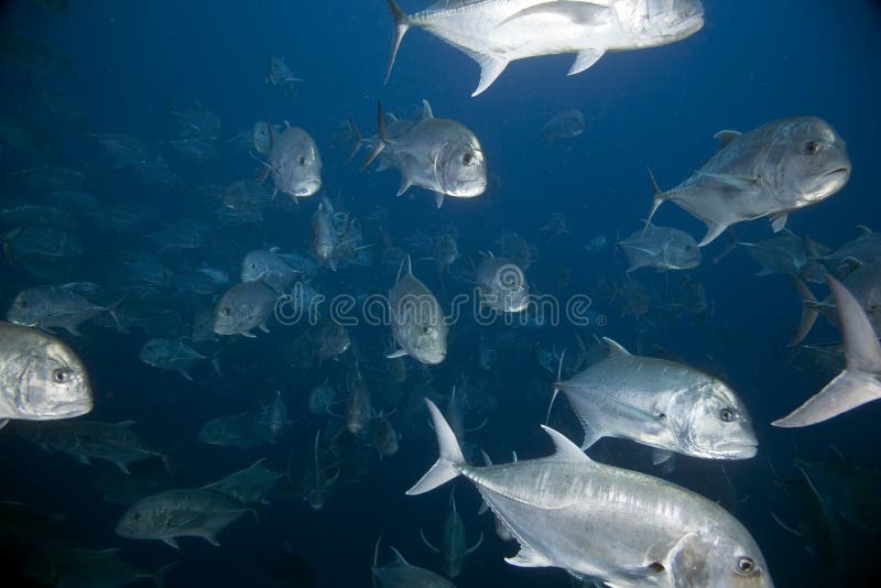 Giant trevally