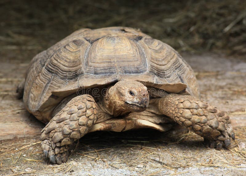 Giant turtle stock photos Giant turtle stock photos