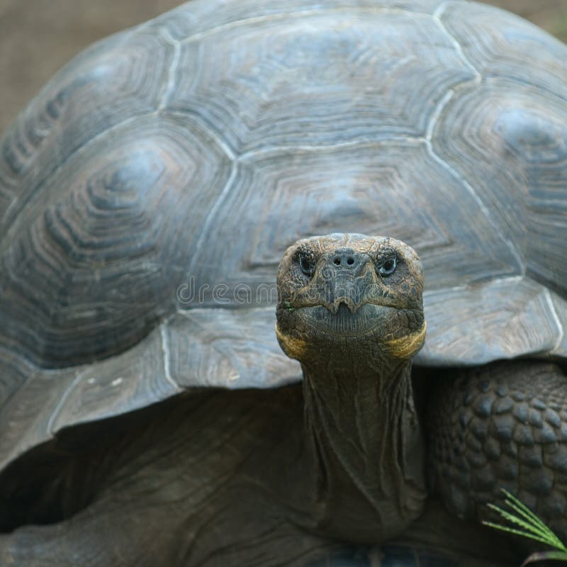 Giant turtle, galapagos islands, ecuador