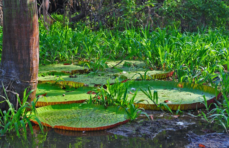 The victoria amazonica (Giant Amazon water lily) is a typical water plant of the Amazon forest. It has an enormous leaf in the shape of a circle, which stays over the water surface, and can reach up to 2.5 meters in diameter and sustain up to 50 kg if they are well distributed over its surface amazonia. The victoria amazonica (Giant Amazon water lily) is a typical water plant of the Amazon forest. It has an enormous leaf in the shape of a circle, which stays over the water surface, and can reach up to 2.5 meters in diameter and sustain up to 50 kg if they are well distributed over its surface amazonia