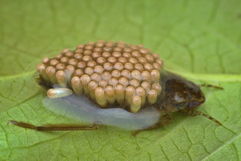 Giant Water Bug Carrying Eggs on Its Back from Side View Stock Image