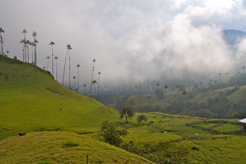 Giant Wax Palms, Cocora Valley, Colombia