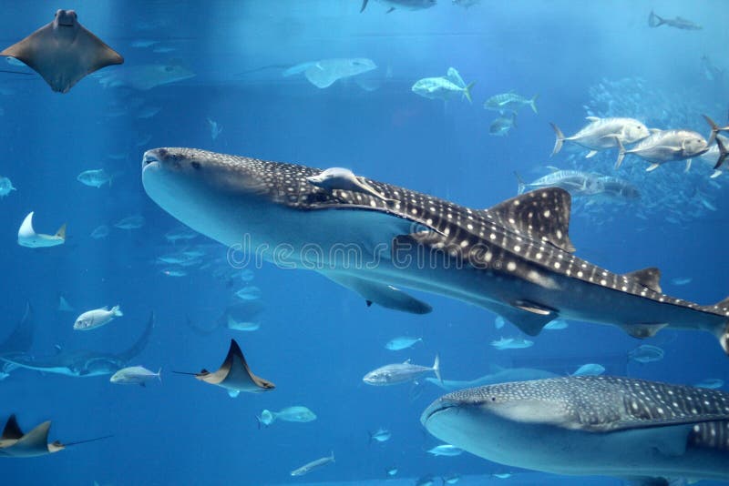 Giant whale shark swimming in a swarm of fish