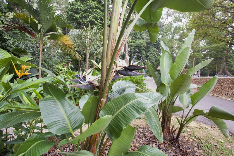 Giant White Bird of Paradise or Wild Banana Trees with Flowers in Bloom. Giant White Bird of Paradise or Wild Banana Trees with Flowers in Bloom