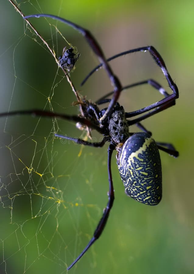 Giant wood spider stock image. Image of macro, giant 11248269