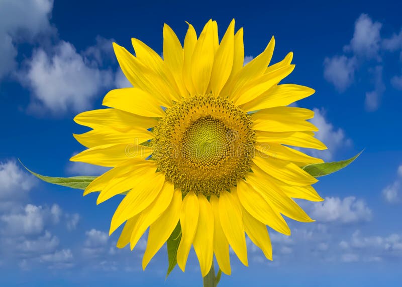 Giant Yellow Sunflower stock photo. Image of elegance 31812366