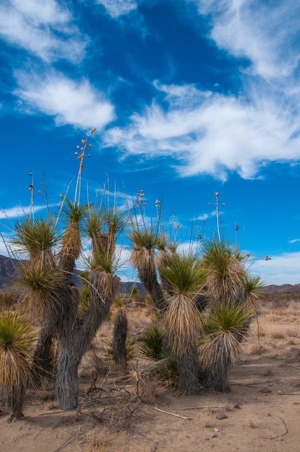 A giant yucca is one of many desert plants found growing