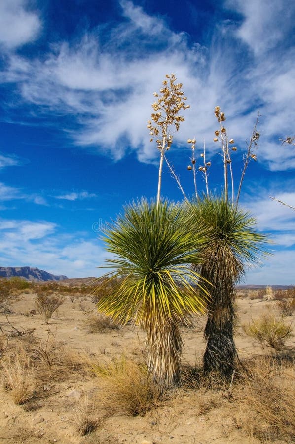 A giant yucca is one of many desert plants found growing