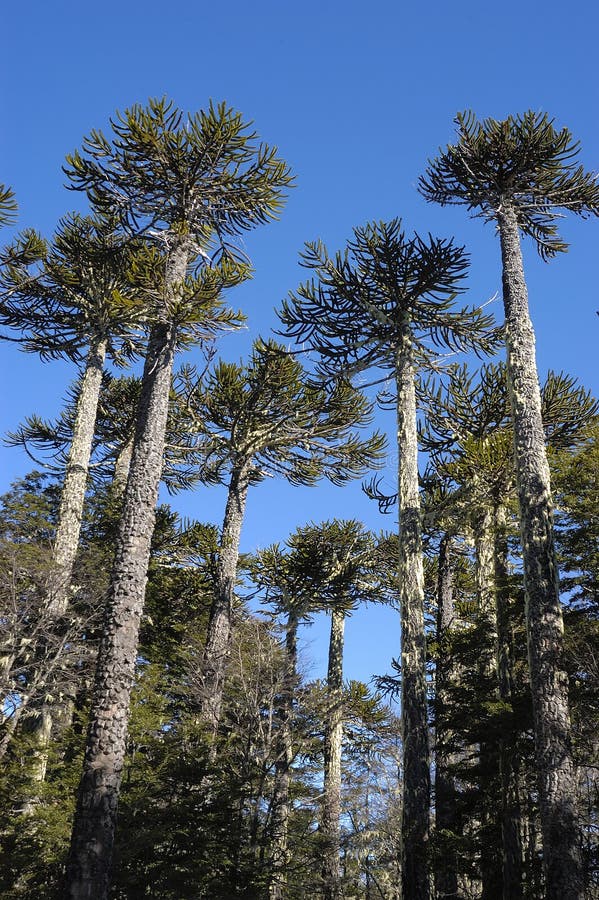 Nahuelbuta National Park and the Araucaria trees