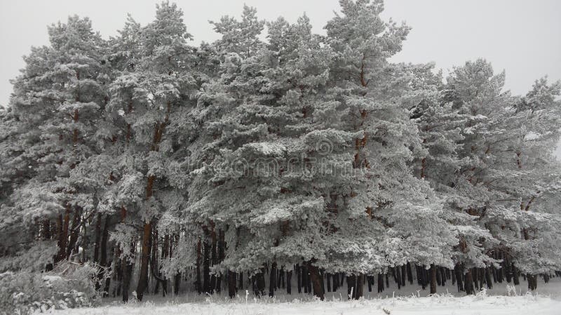 Giants na neve milagre do inverno fotografia de stock royalty free Giants na neve milagre do inverno fotografia de stock royalty free
