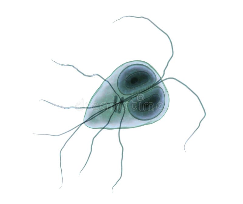 a giardia protozoonok életciklusa kako unistiti paraziti u organizmu