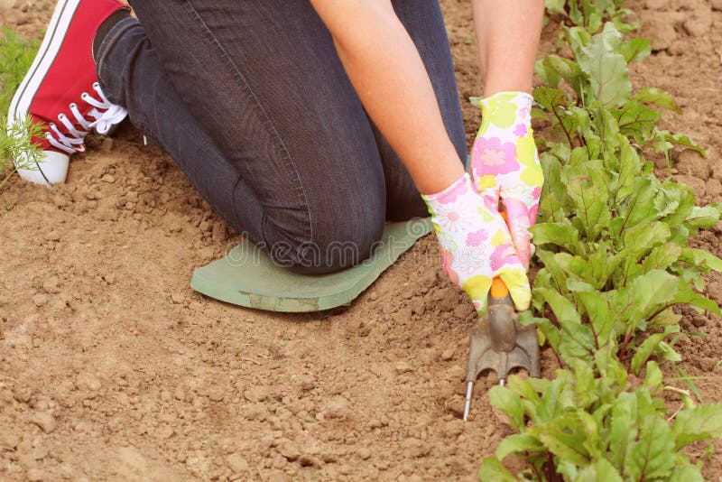 Giardinaggio La lavoratrice agricola prende la cura delle piante sulla piantagione immagine stock Giardinaggio La lavoratrice agricola prende la cura delle piante sulla piantagione immagine stock