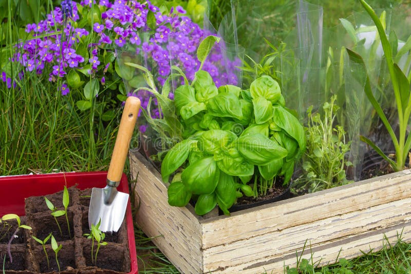 Giardinaggio, piante immagini stock libere da diritti Giardinaggio, piante immagini stock libere da diritti