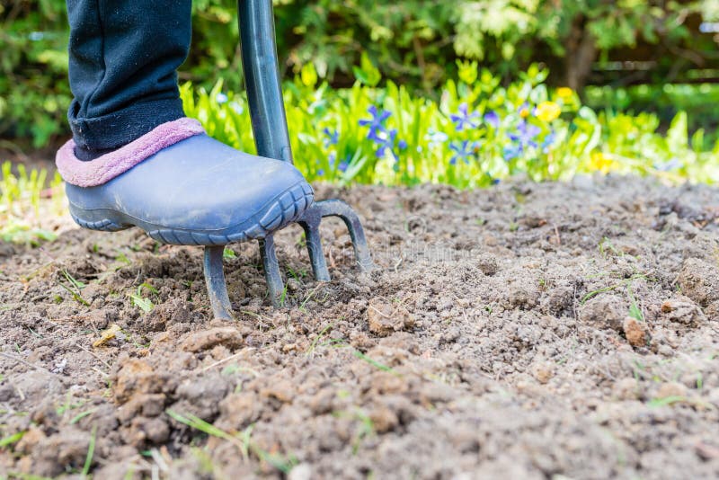 Giardiniere che scava la terra con una forchetta da giardino per coltivare il terreno pronto per la piantagione in primavera