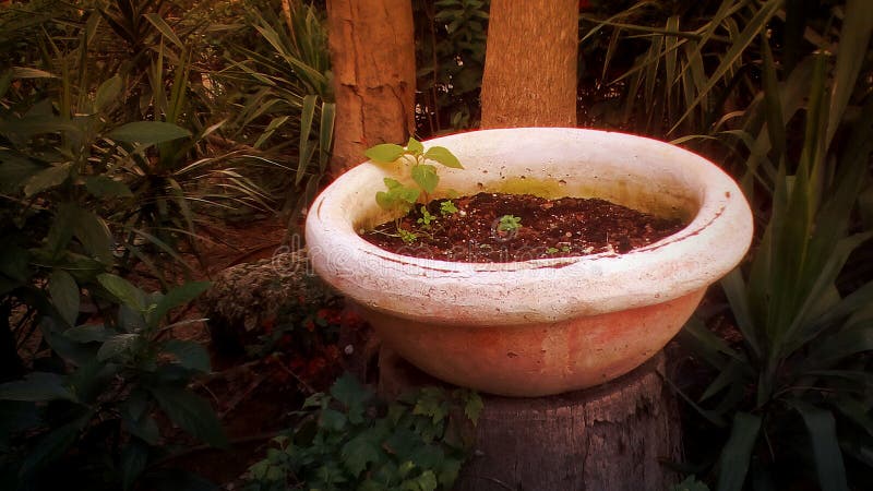 In giardino fotografia stock libera da diritti