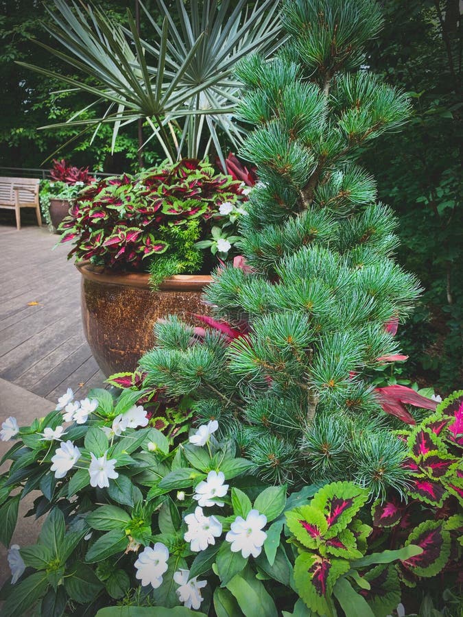 Giardino con piante e fiori diversi in vaso. Un giardino con piante e fiori in vaso diversi