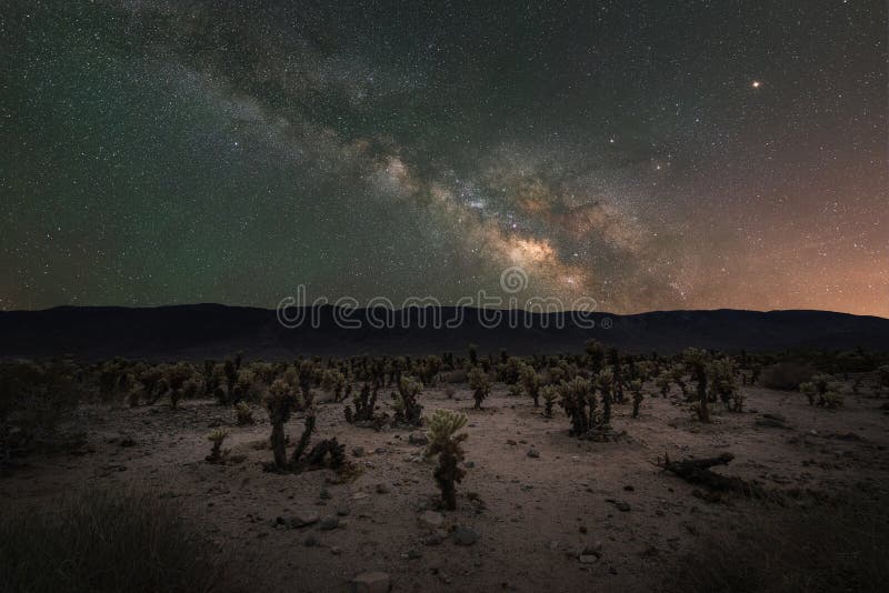 Giardino del cactus di Cholla sotto la galassia della Via Lattea immagine stock libera da diritti