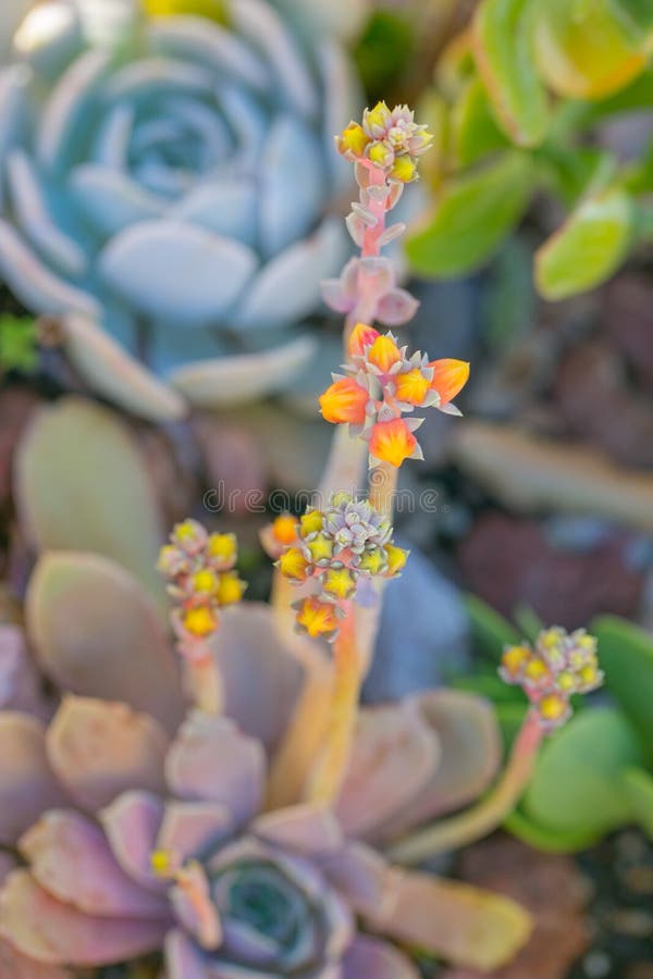 Giardino del deserto con i succulenti fotografia stock libera da diritti Giardino del deserto con i succulenti fotografia stock libera da diritti