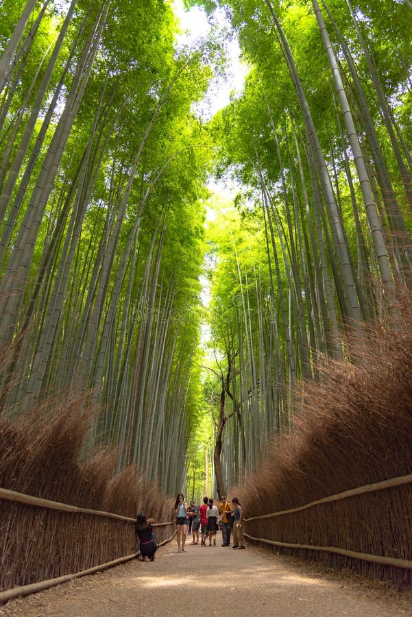 Giardino di bamb? di zen del boschetto di Arashiyama, una foresta naturale di bamb? in Arashiyama, Kyoto fotografia stock Giardino di bamb? di zen del boschetto di Arashiyama, una foresta naturale di bamb? in Arashiyama, Kyoto fotografia stock