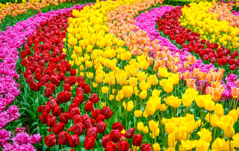 Giardino di fiori del tulipano nel fondo o il modello di primavera fotografia stock libera da diritti