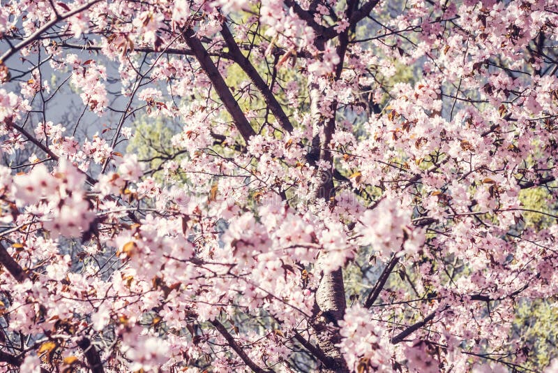 Giardino di fioritura del Giappone del ramo della ciliegia in primavera alla cerimonia di nozze immagine stock libera da diritti Giardino di fioritura del Giappone del ramo della ciliegia in primavera alla cerimonia di nozze immagine stock libera da diritti