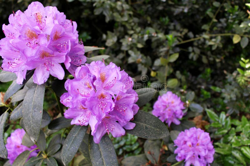 Giardino di fioritura del rododendro del primo piano in primavera Stagione dei rododendri di fioritura Priorità bassa della sorge fotografia stock libera da diritti Giardino di fioritura del rododendro del primo piano in primavera Stagione dei rododendri di fioritura Priorità bassa della sorge fotografia stock libera da diritti