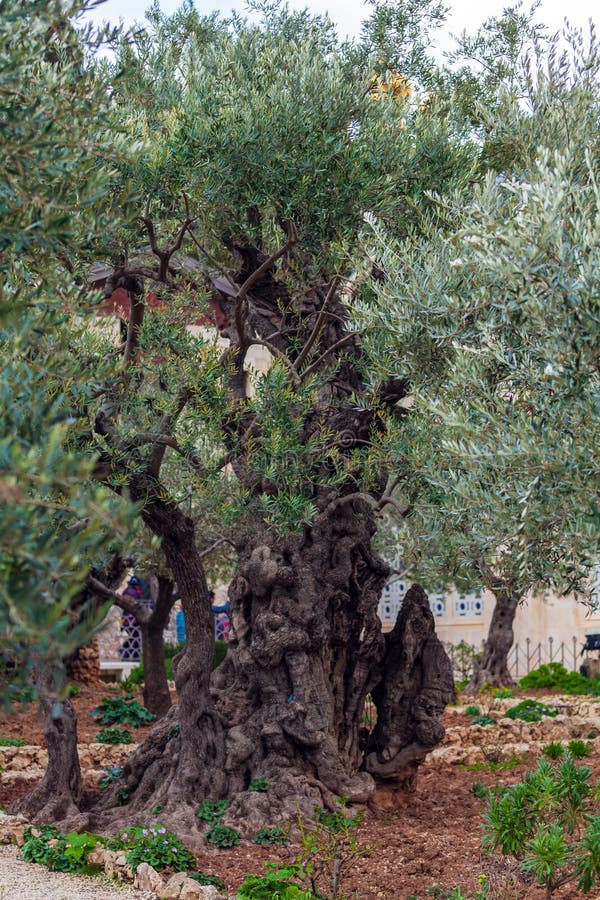 Giardino Degli Ulivi Di Gerusalemme Giardino Di Gethsemane Al Monte Degli Ulivi, Gerusalemme, Israele