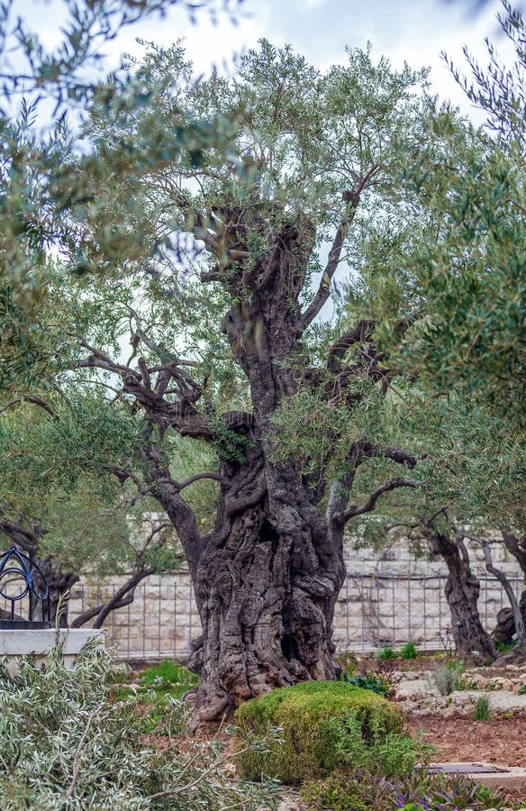 Giardino Degli Ulivi Di Gerusalemme Giardino Di Gethsemane Al Monte Degli Ulivi, Gerusalemme, Israele