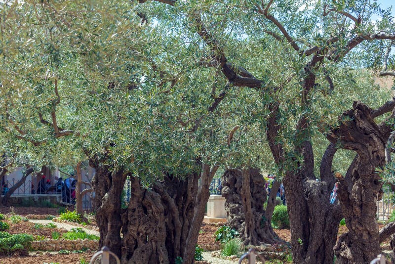 Giardino Degli Ulivi Di Gerusalemme Giardino Di Gethsemane Al Monte Degli Ulivi, Gerusalemme, Israele