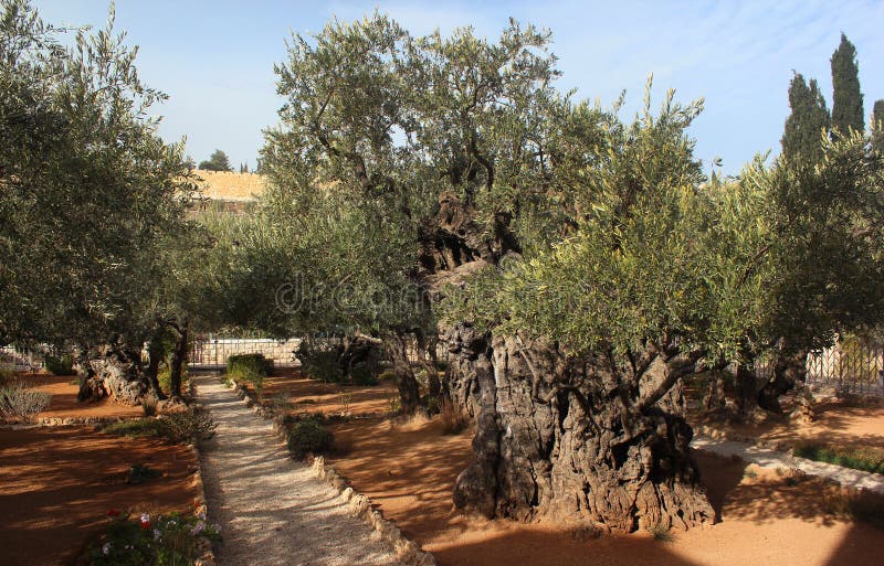 Giardino Degli Ulivi Di Gerusalemme Giardino Di Gethsemane Sul Monte Degli Ulivi, Gerusalemme, Israele