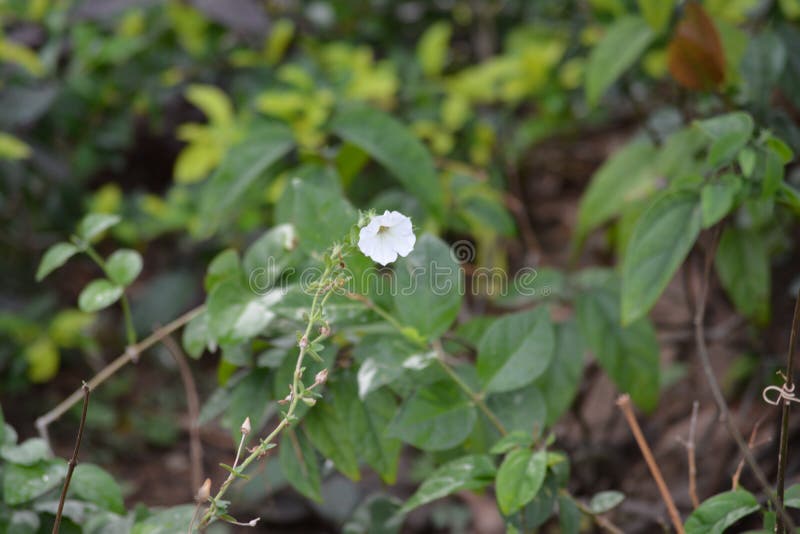 Giardino di Pachmari della foto del fiore immagini stock libere da diritti Giardino di Pachmari della foto del fiore immagini stock libere da diritti