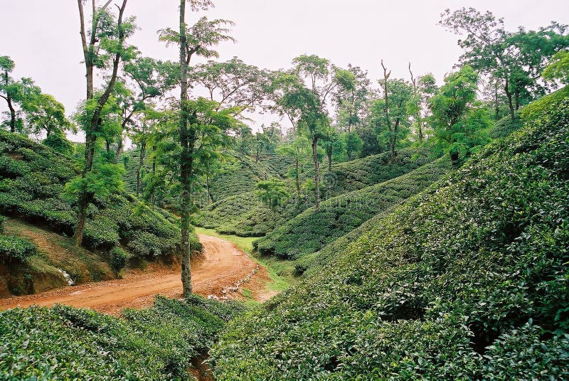 Giardino di tè a Sylhet, Bangladesh