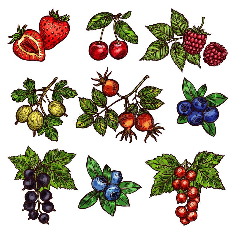 Giardino fresco e bacche selvagge illustrazione di stock